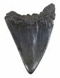 Fossil Great White Shark Tooth - #48887-1